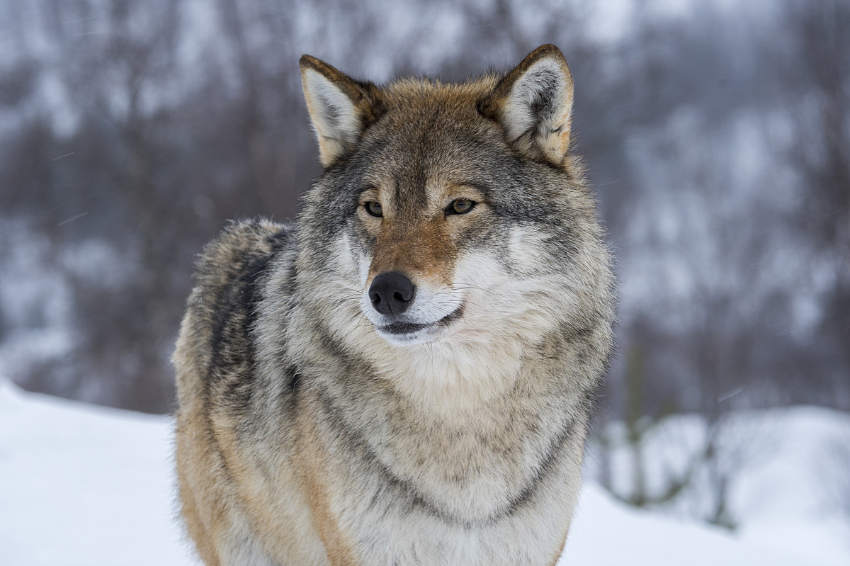 Game and Fish: Wyoming Wolves berkembang; Berburu untuk berterima kasih